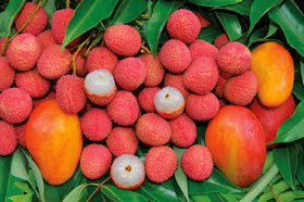 gelfruits-3.jpg